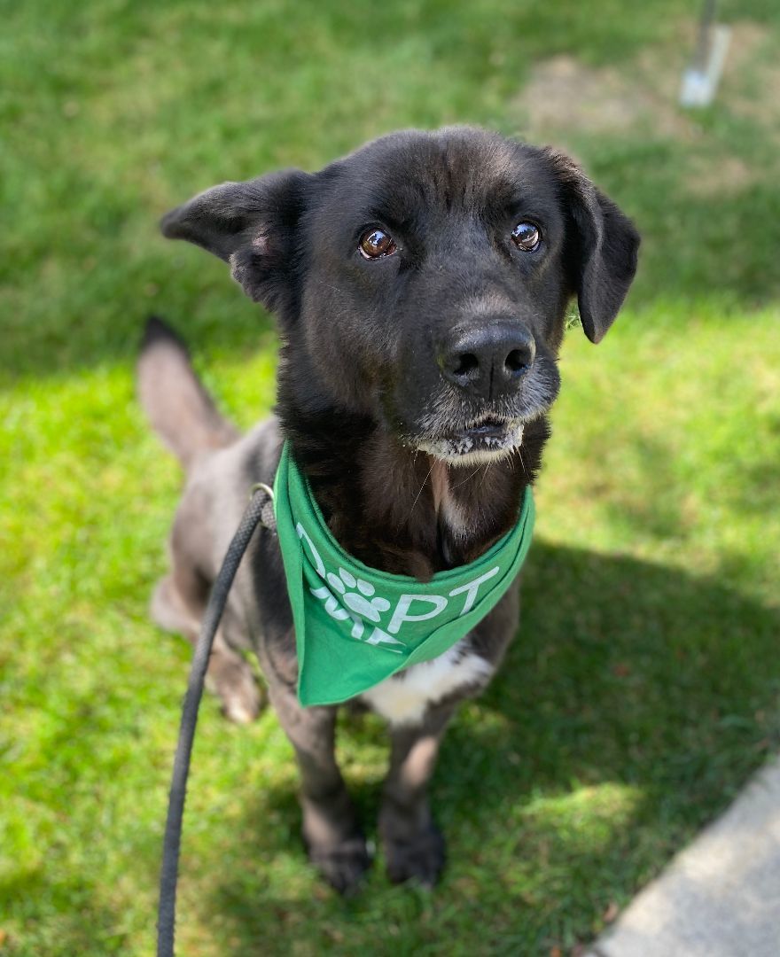 Enlarge Astro, a Adoptable mixed breed in lynnwood , WA image 4/6