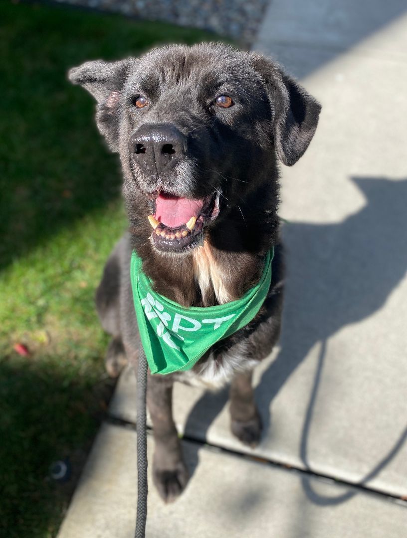 Enlarge Astro, a Adoptable mixed breed in lynnwood , WA image 5/6