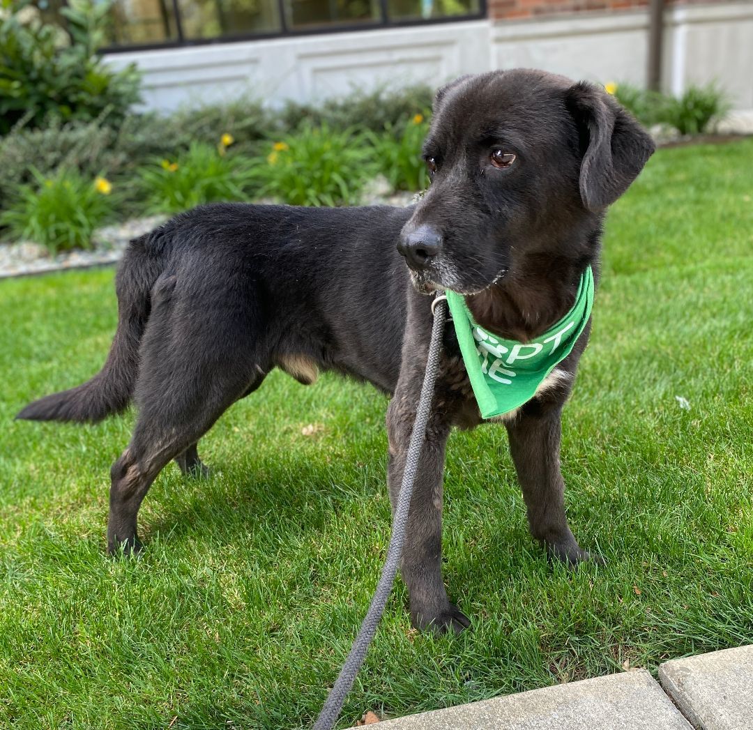 Enlarge Astro, a Adoptable mixed breed in lynnwood , WA image 6/6