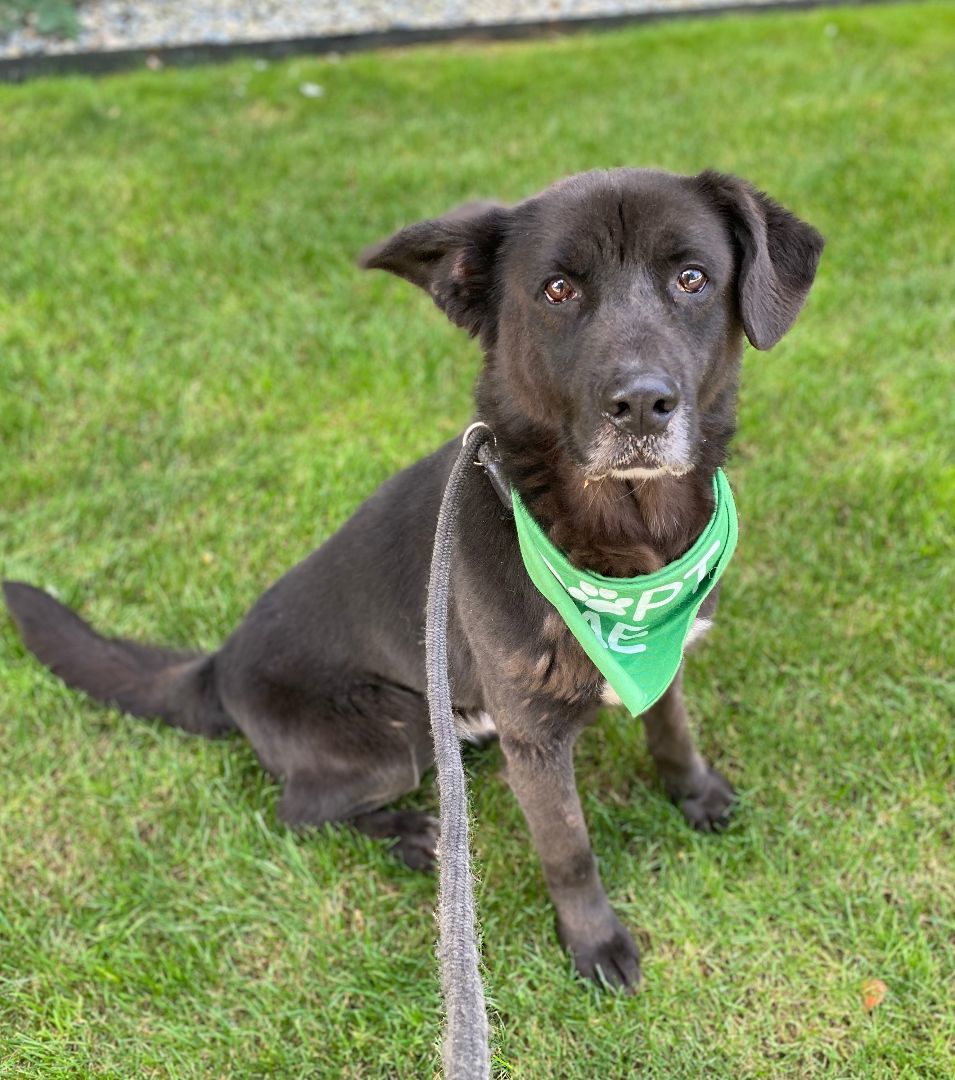 Enlarge Astro, a Adoptable mixed breed in lynnwood , WA image 1/6