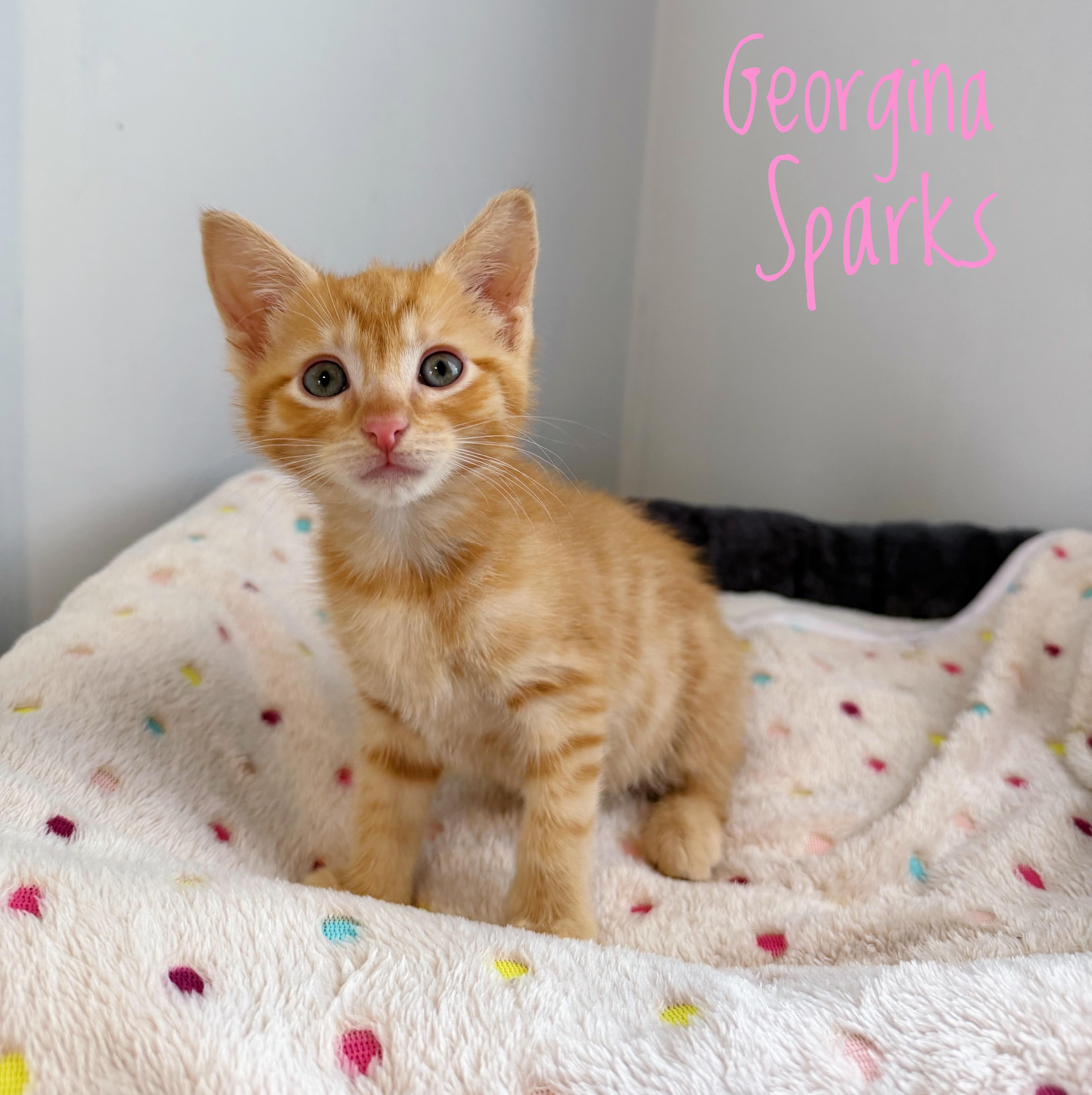 Georgina Sparks, ADOPTABLE, Kitten Female Domestic Short Hair.