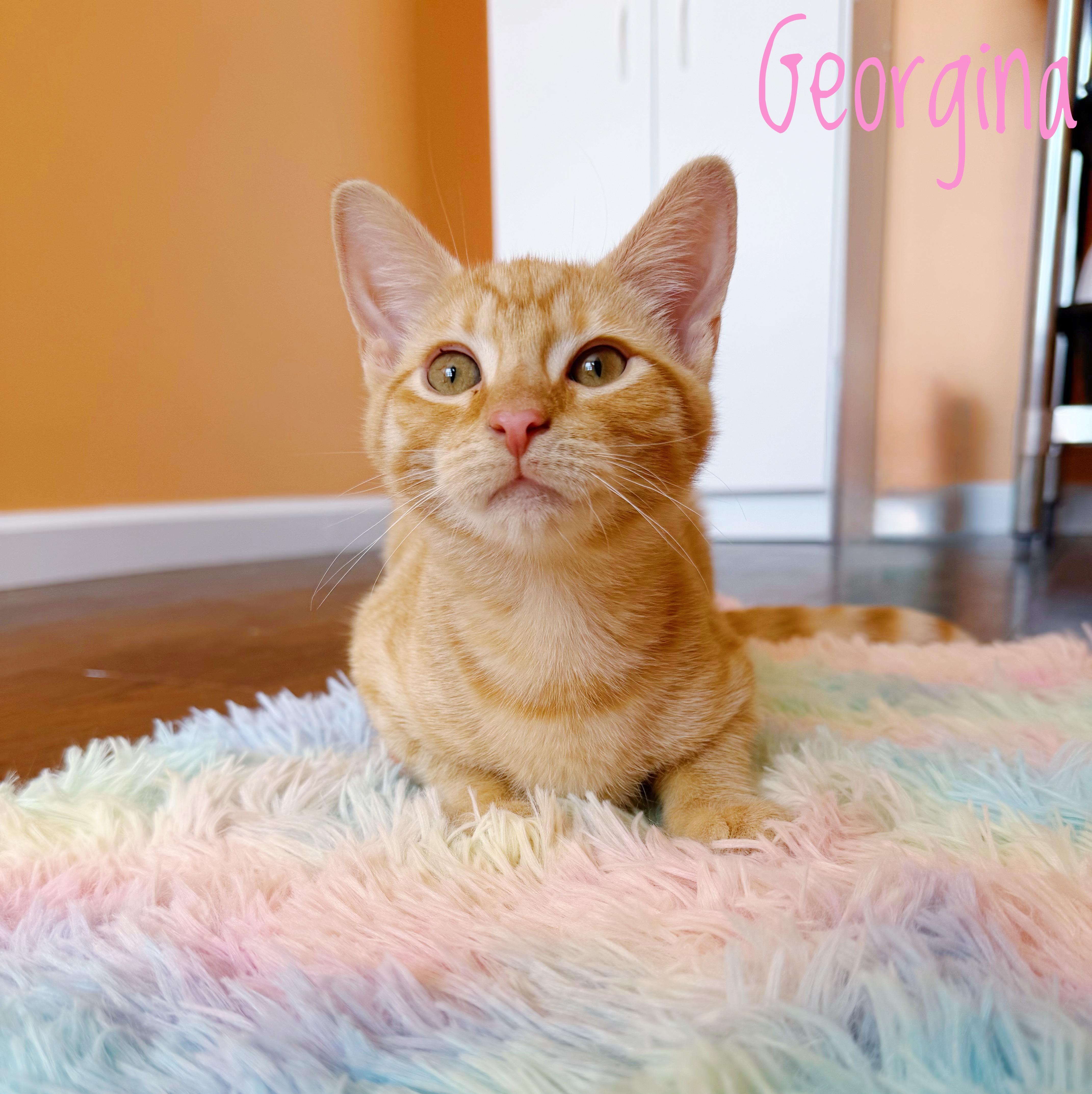 Georgina Sparks, Adoptable, Kitten Female Domestic Short Hair.