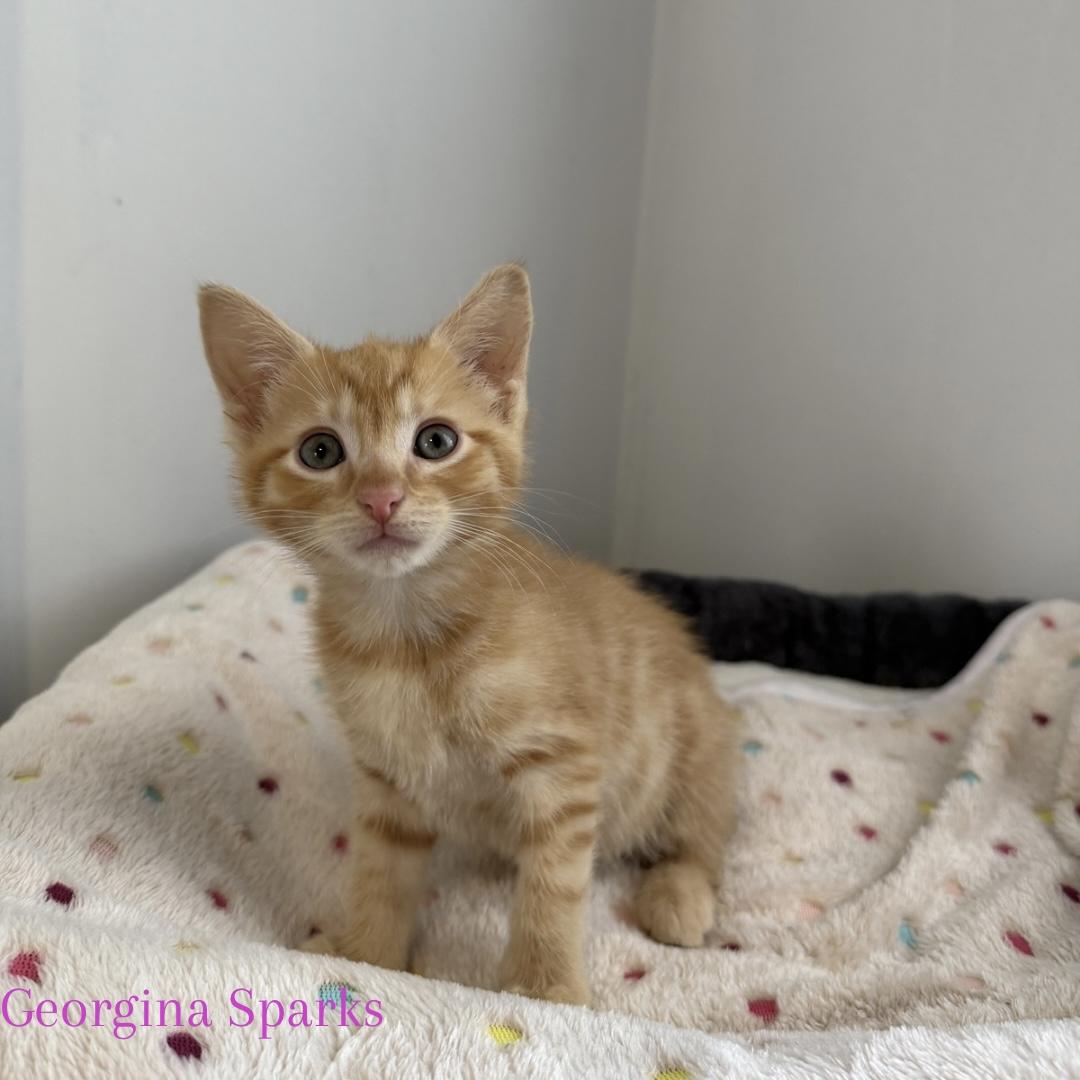 Georgina Sparks, ADOPTABLE, Kitten Female Domestic Short Hair.