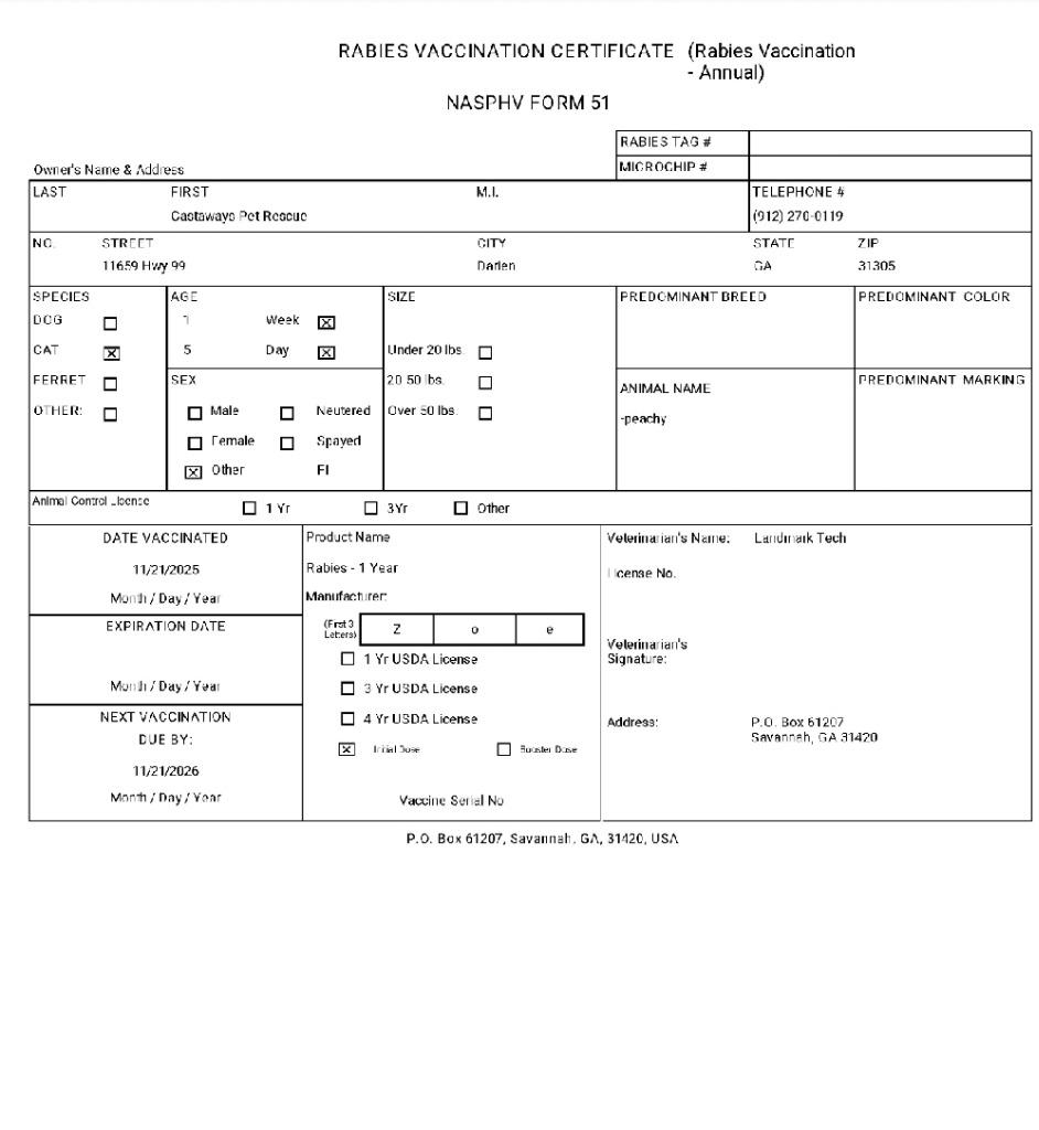 Peachy, Adoptable, Young Female Domestic Short Hair.