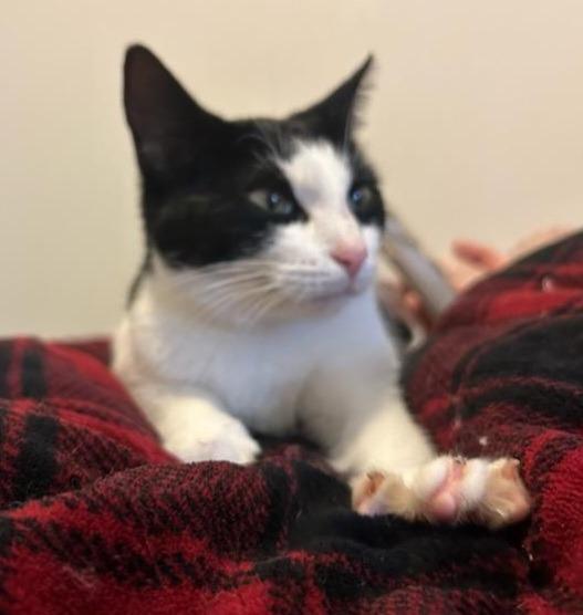 Enlarge Peachy, a Adoptable mixed breed in Darien, GA image 2/2