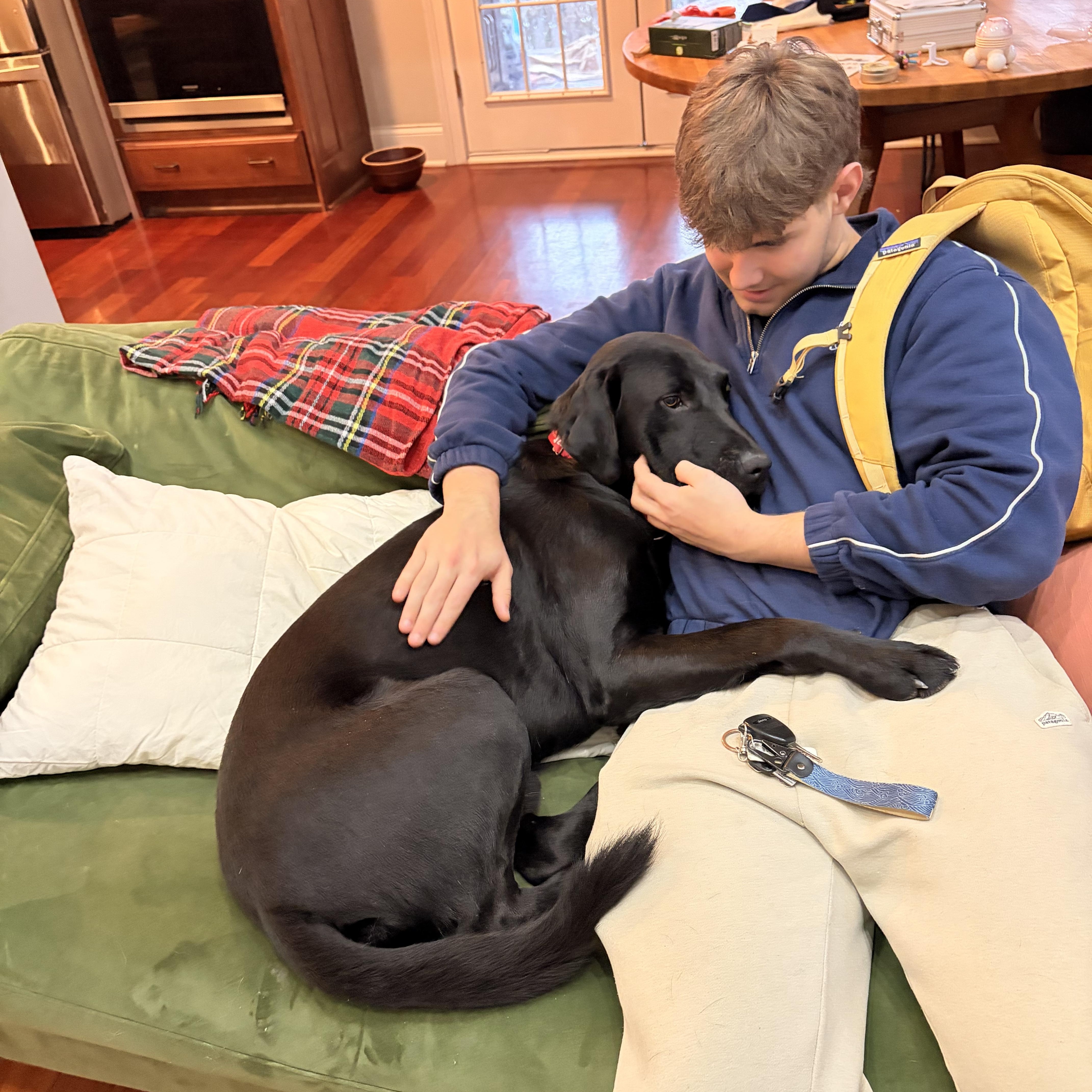 Enlarge Jefferson, a Adoptable Labrador Retriever in Indianapolis, IN image 3/4