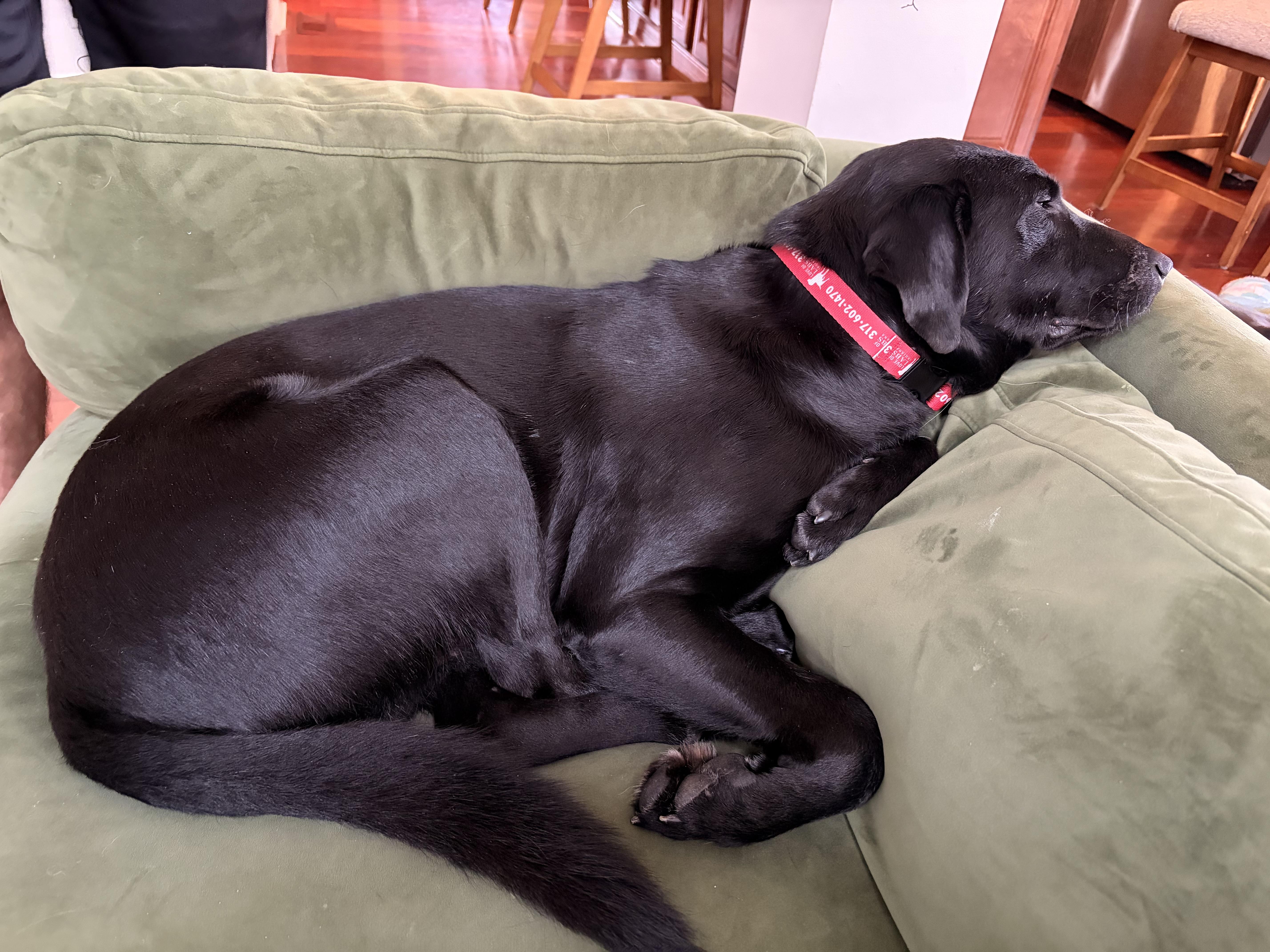 Enlarge Jefferson, a Adoptable Labrador Retriever in Indianapolis, IN image 1/4