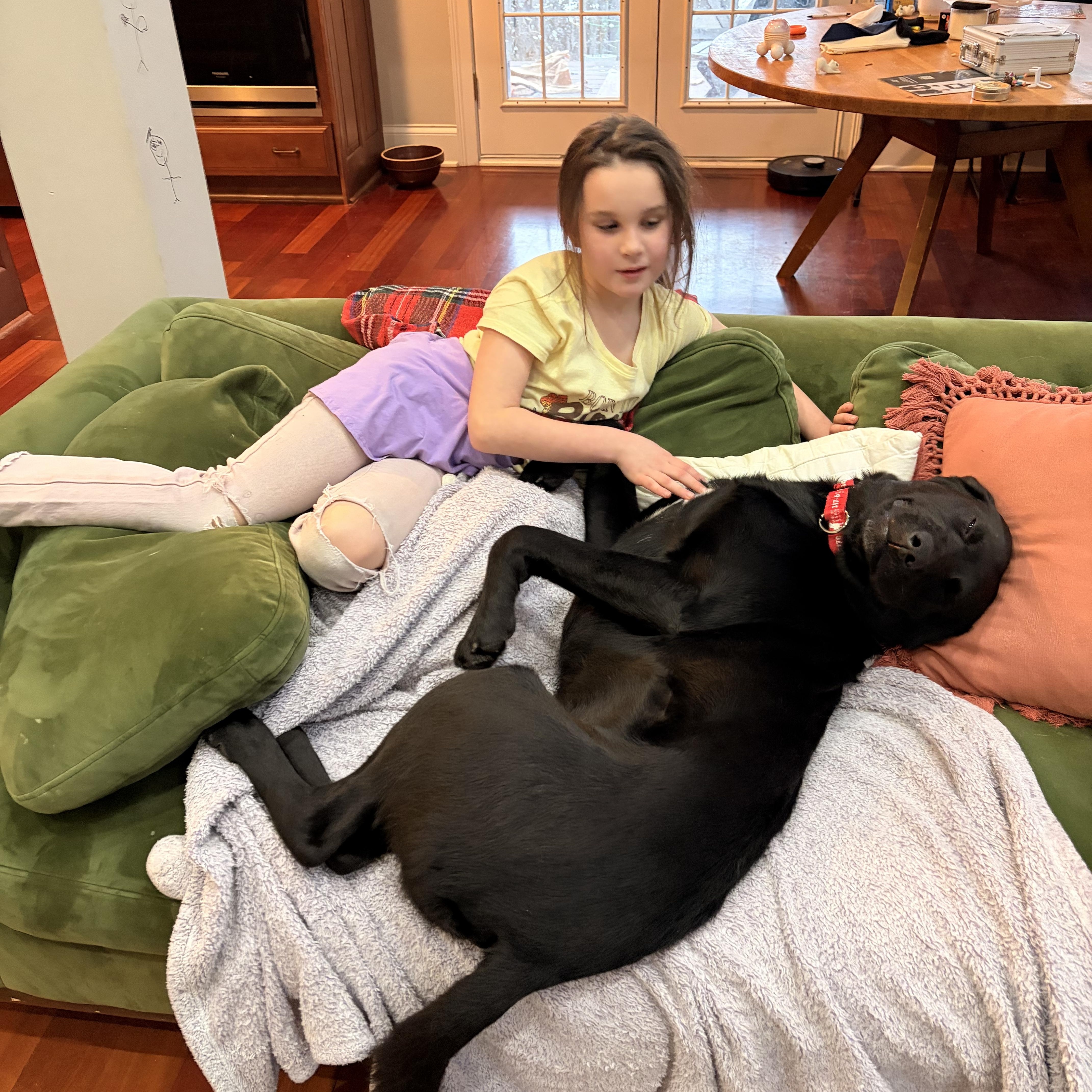 Enlarge Jefferson, a Adoptable Labrador Retriever in Indianapolis, IN image 2/4