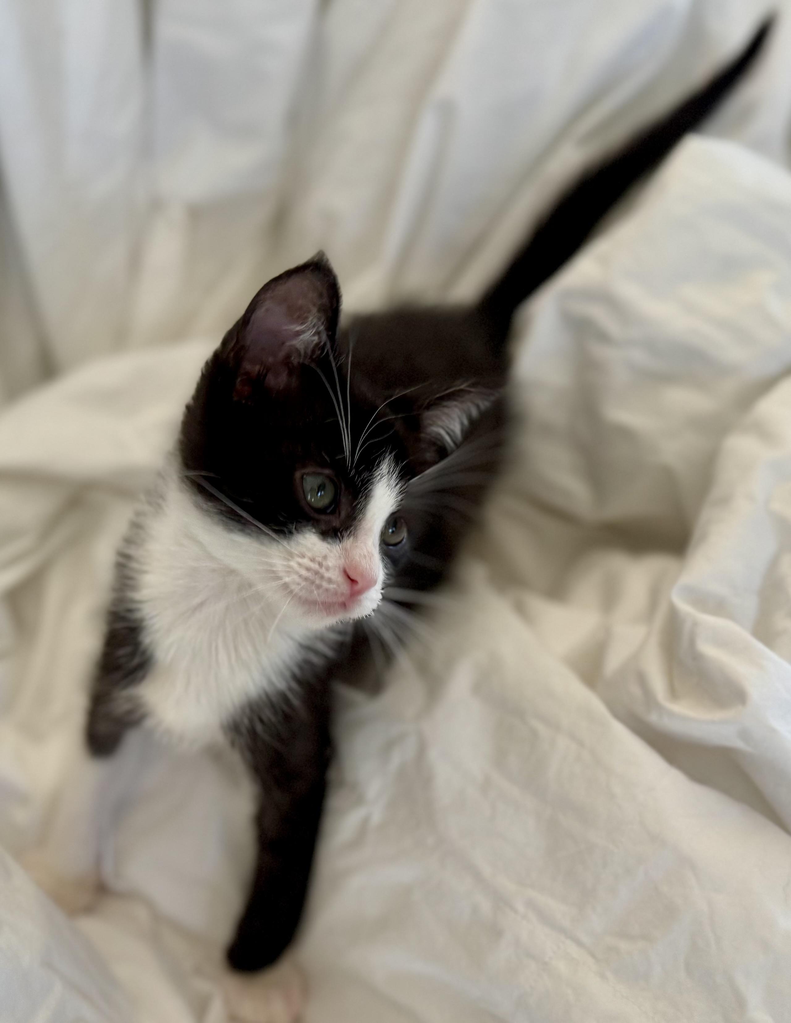 Tux (playful / curious / loving), Baby Male unknown