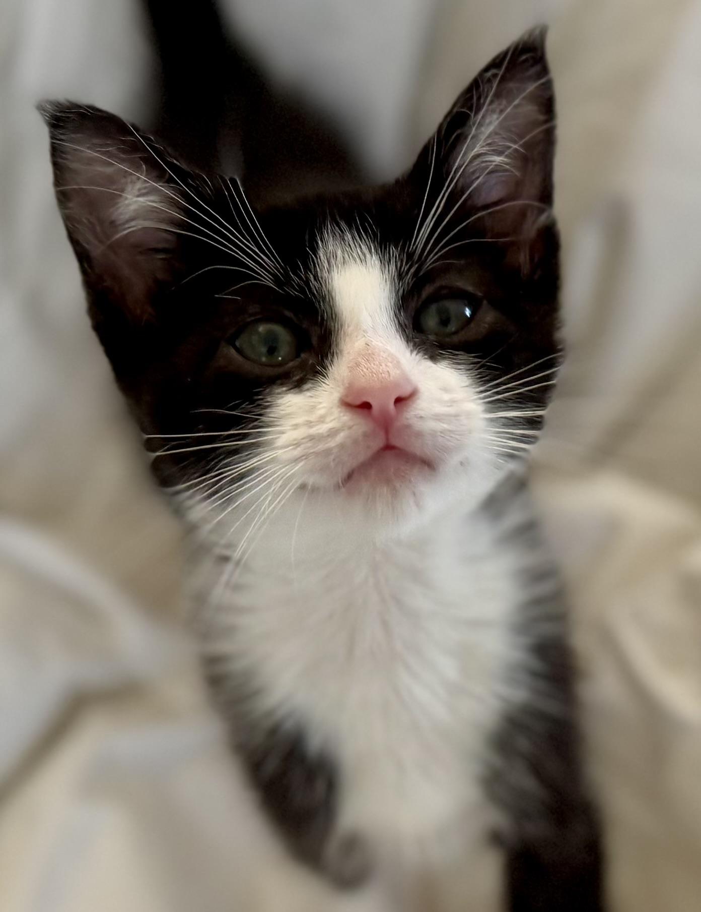 Tux (playful / curious / loving) photo 2
