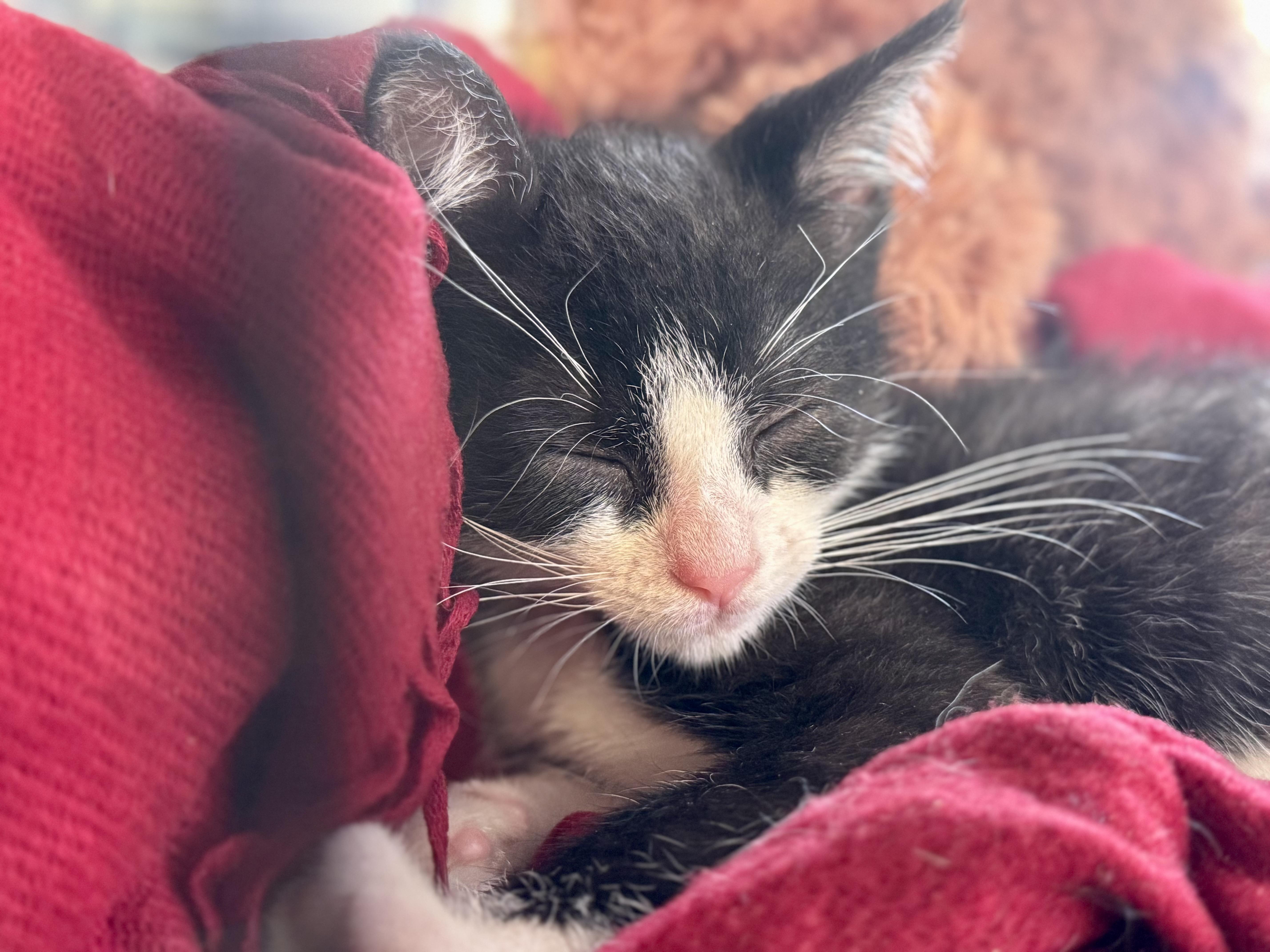 Tux (playful / curious / loving) photo 4