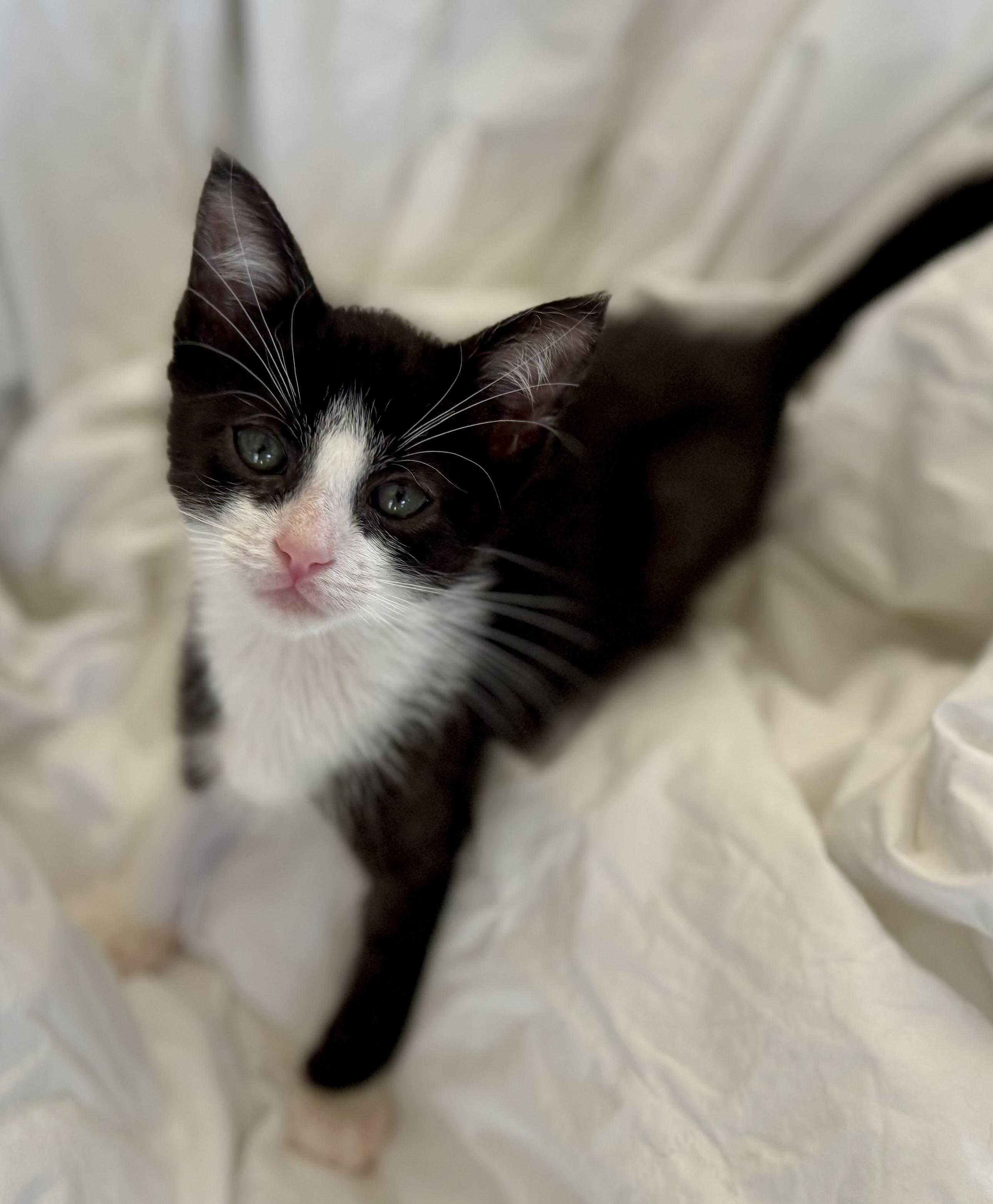 Tux (playful / curious / loving) photo 3