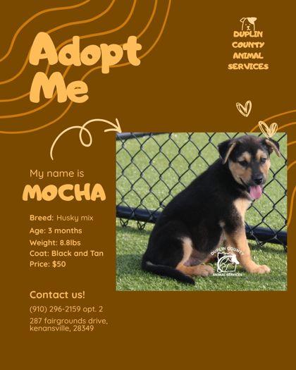 Enlarge MOCHA, a Adopted mixed breed in Kenansville, NC image 1/3