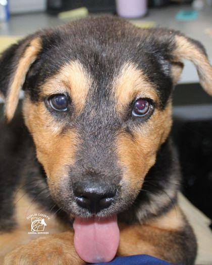 Enlarge MOCHA, a Adopted mixed breed in Kenansville, NC image 2/3