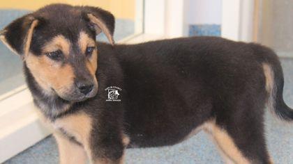 Enlarge MOCHA, a Adopted mixed breed in Kenansville, NC image 3/3