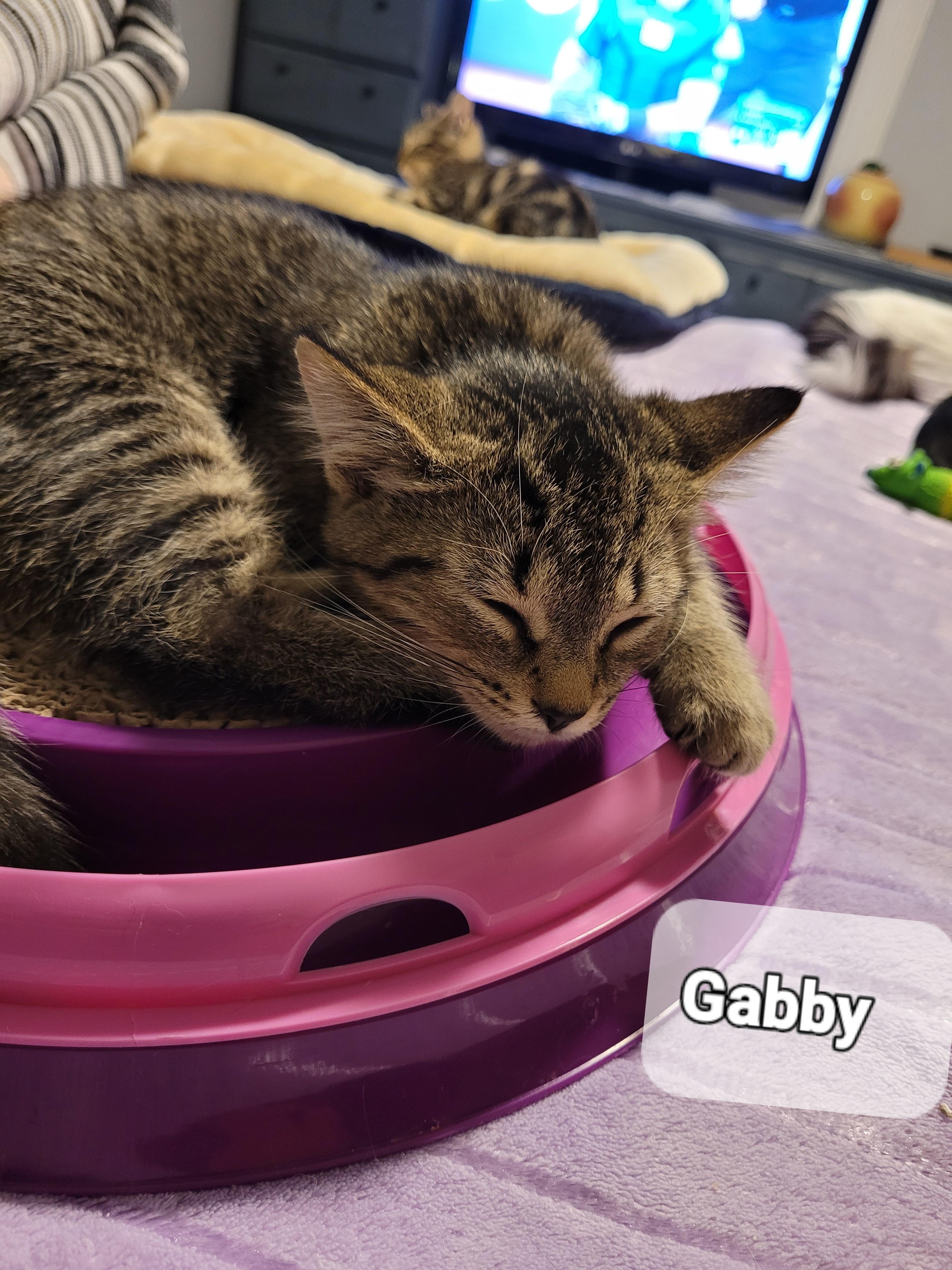 Ronny (m) 4mths old brown tabby