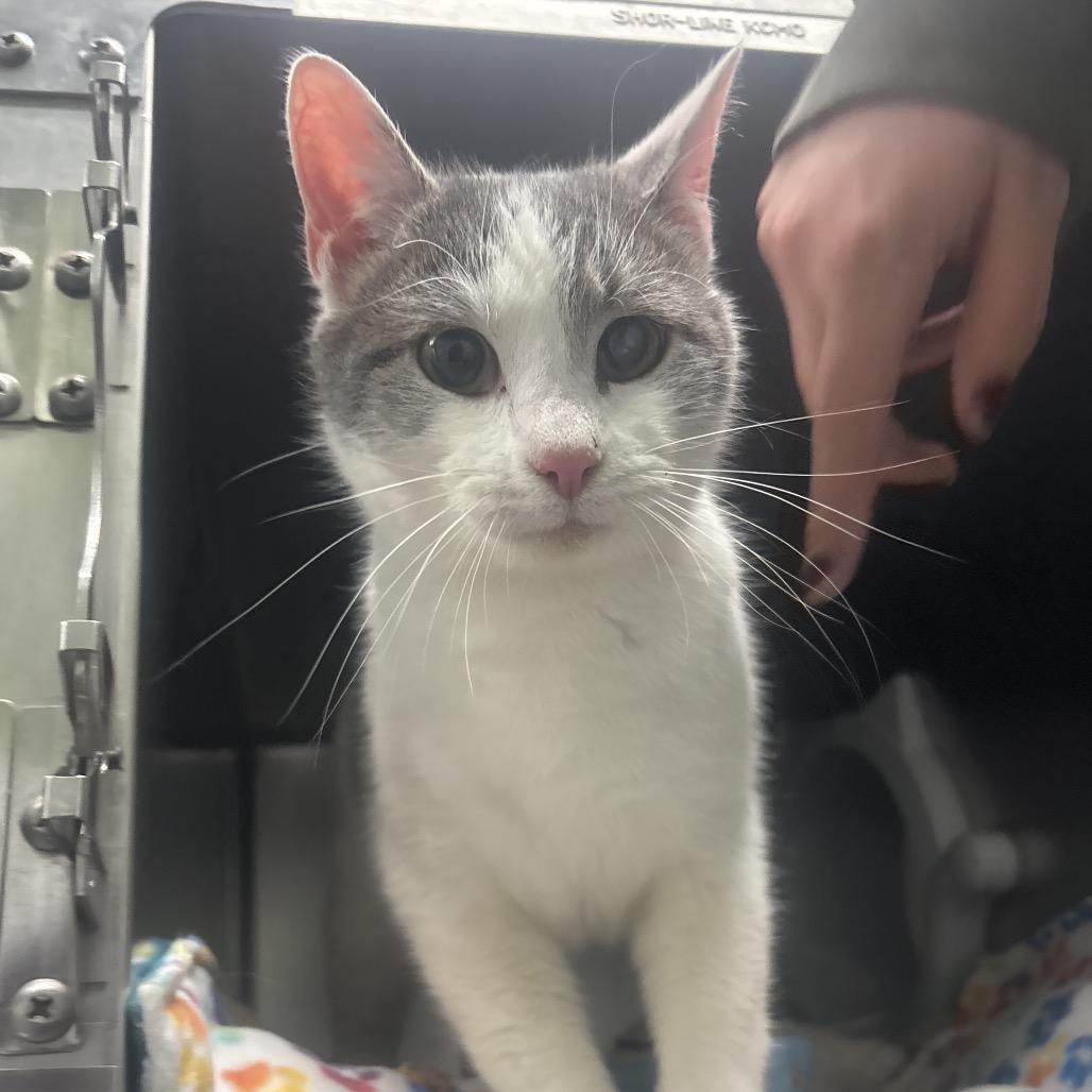 Enlarge Willie (Bonded to Bart), a Adoptable Domestic Short Hair in Canastota, NY image 1/1