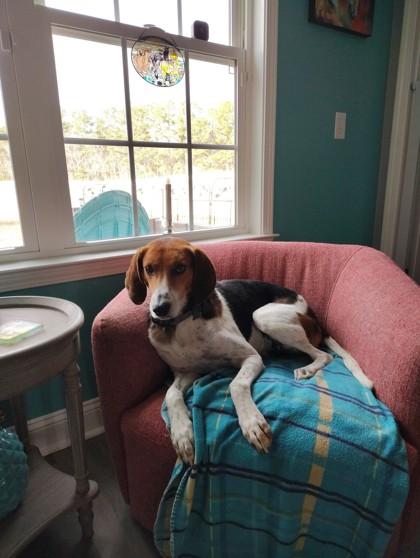 Drake @ (Foster Home), Adoptable, Adult Male Foxhound & Mixed Breed.
