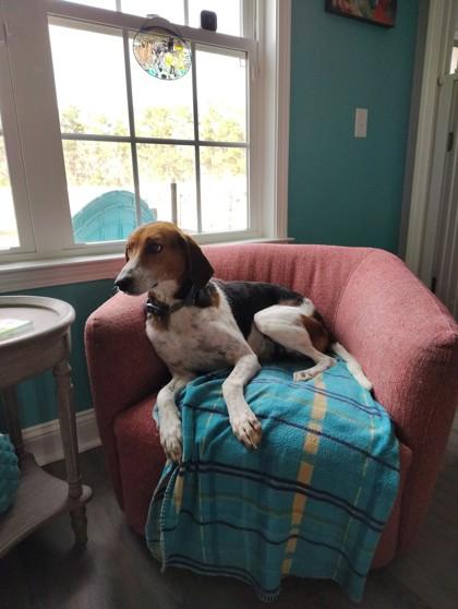 Enlarge Drake @ (Foster Home), a Adoptable mixed breed in Conway, SC image 2/2