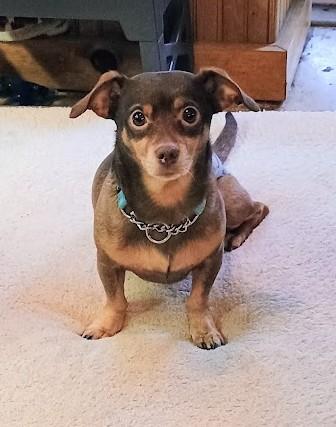HOT DOG!!!, an adoptable mixed breed in Yakima, WA image 5/6