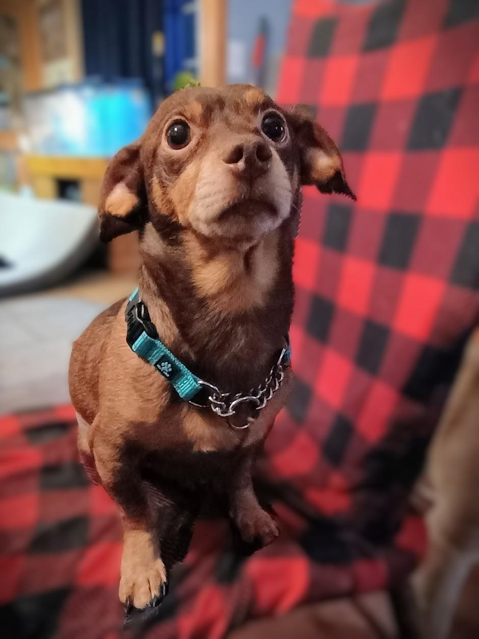 HOT DOG!!!, ADOPTABLE, Adult Male Miniature Dachshund & Rat Terrier.