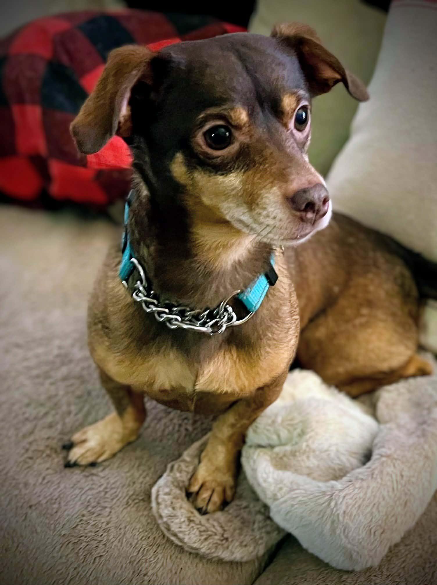 HOT DOG!!!, adoptable, Adult Male Miniature Dachshund & Rat Terrier.