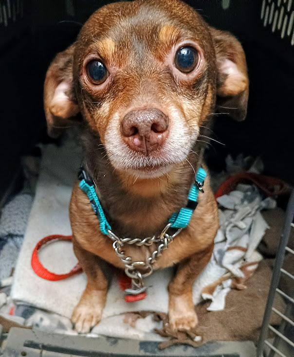 HOT DOG!!!, an adoptable mixed breed in Yakima, WA image 3/6