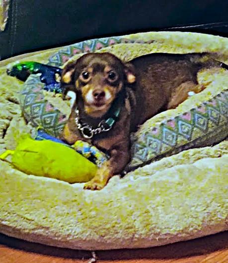 HOT DOG!!!, an adoptable mixed breed in Yakima, WA image 6/6