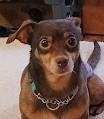 HOT DOG!!!, an adoptable mixed breed in Yakima, WA image 4/6