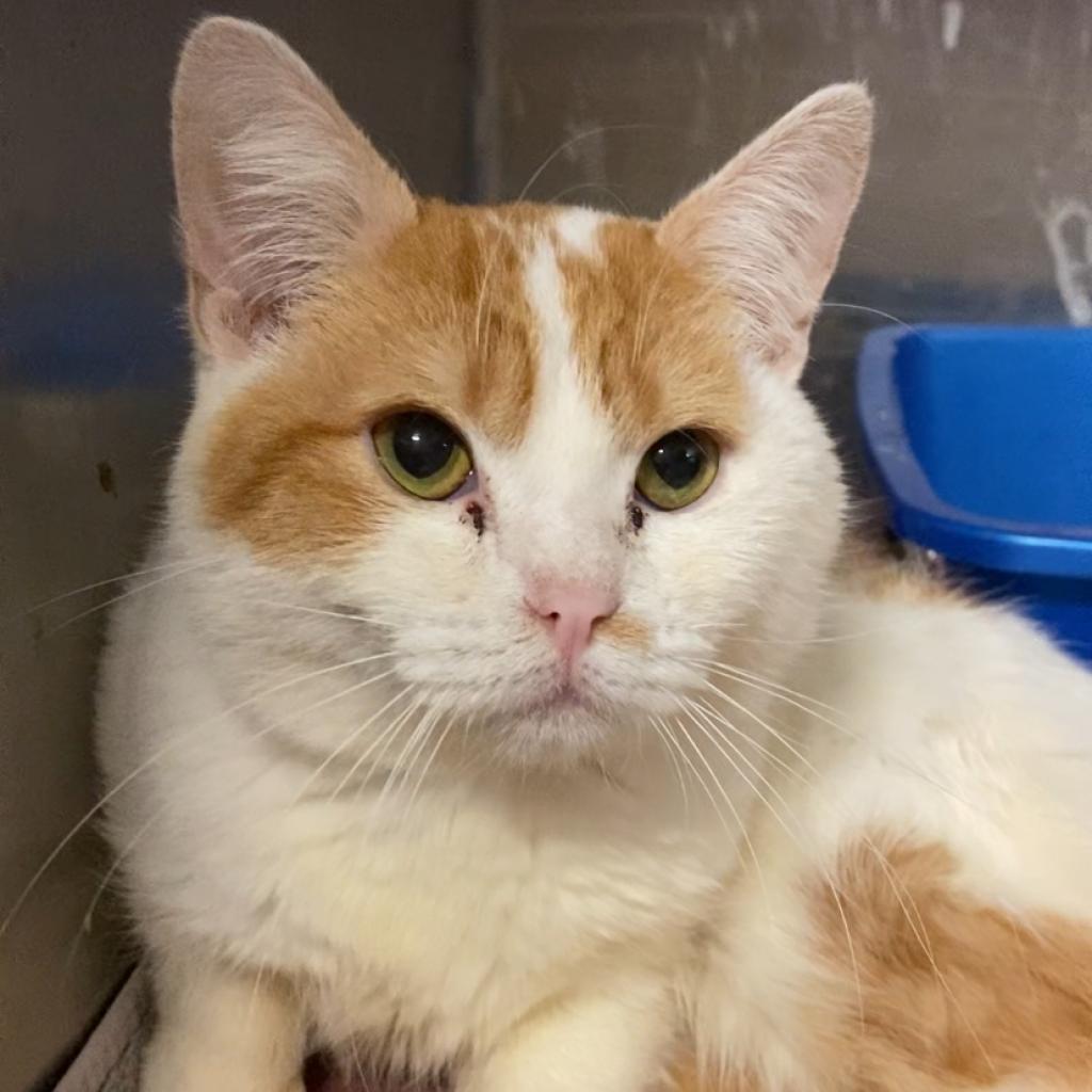 Ramen — thumbnail 2