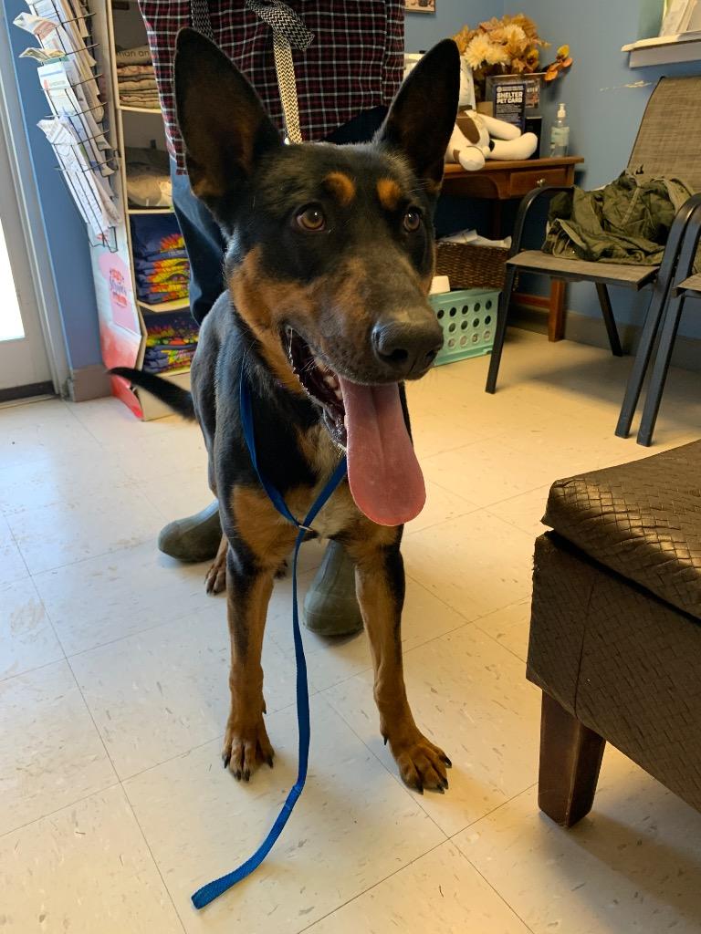 Lady Blanche, a Adoptable German Shepherd Dog in Morgantown, KY image 1/6