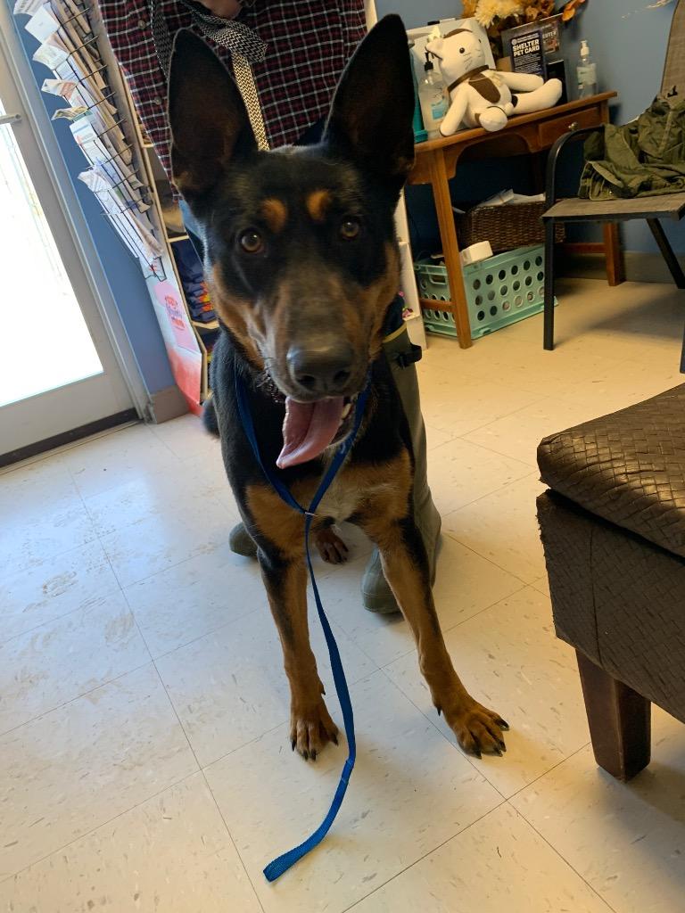 Lady Blanche, a Adoptable German Shepherd Dog in Morgantown, KY image 2/6