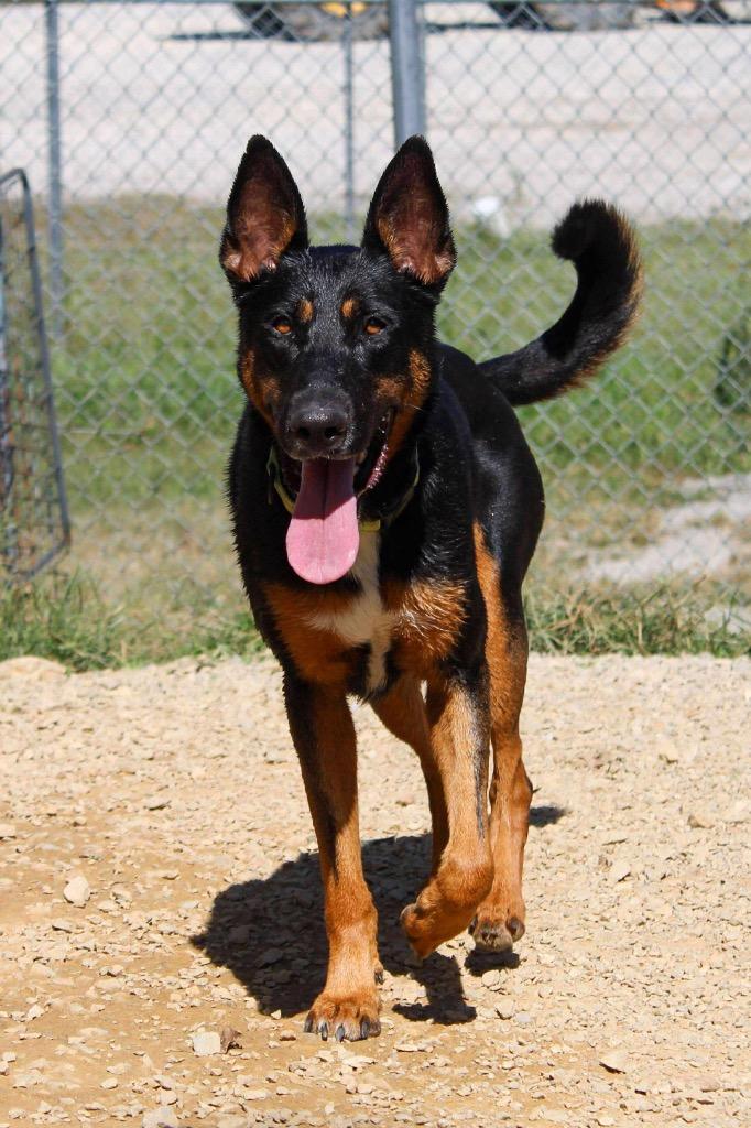Lady Blanche, a Adoptable German Shepherd Dog in Morgantown, KY image 3/6