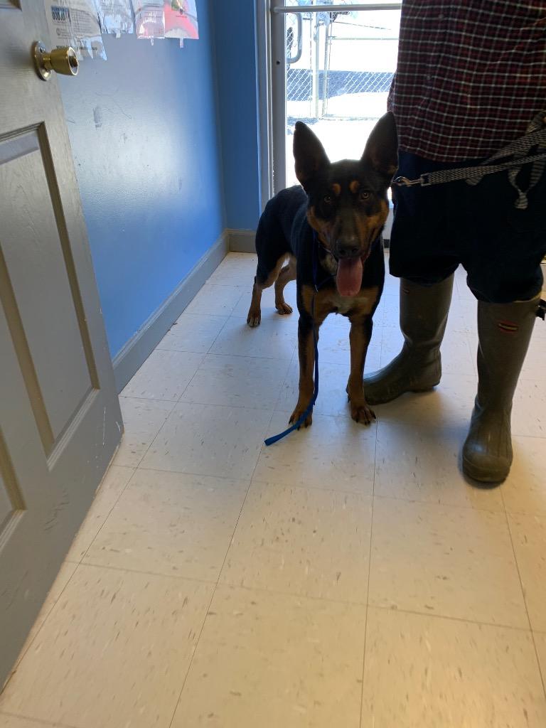 Lady Blanche, a Adoptable German Shepherd Dog in Morgantown, KY image 4/6