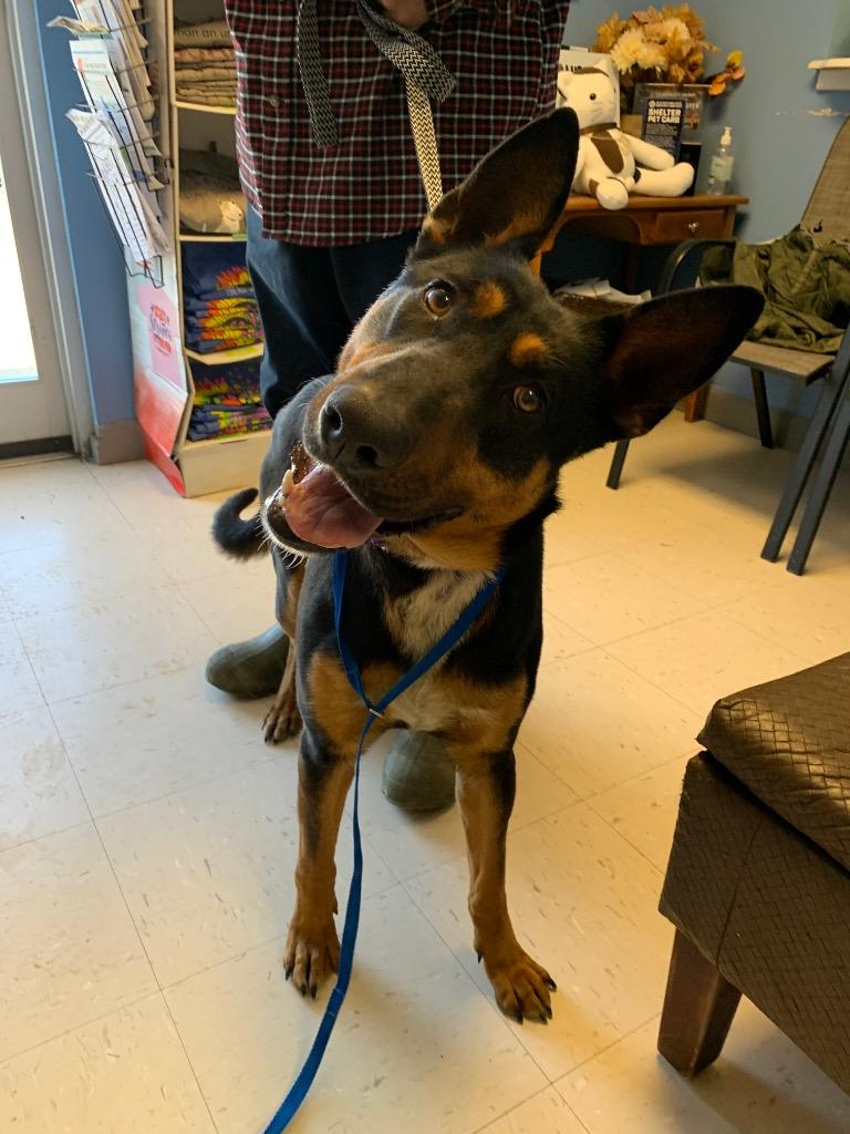 Lady Blanche, a Adoptable German Shepherd Dog in Morgantown, KY image 5/6