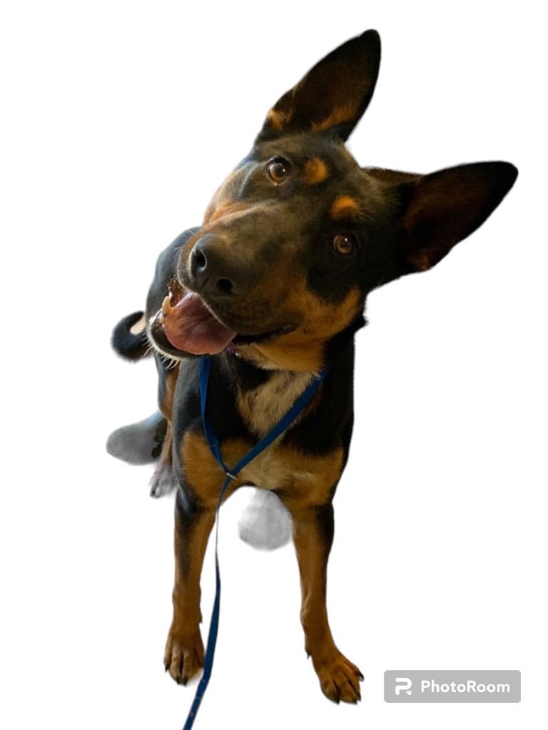 Lady Blanche, a Adoptable German Shepherd Dog in Morgantown, KY image 6/6