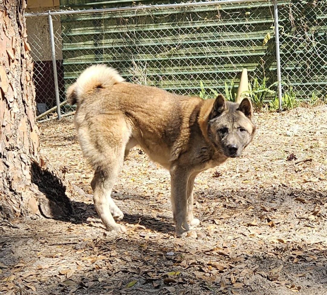 Chewie photo 2