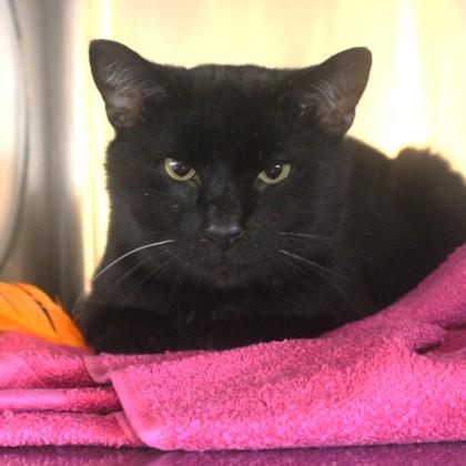 Sherlock, adopted, Adult Male Domestic Short Hair.