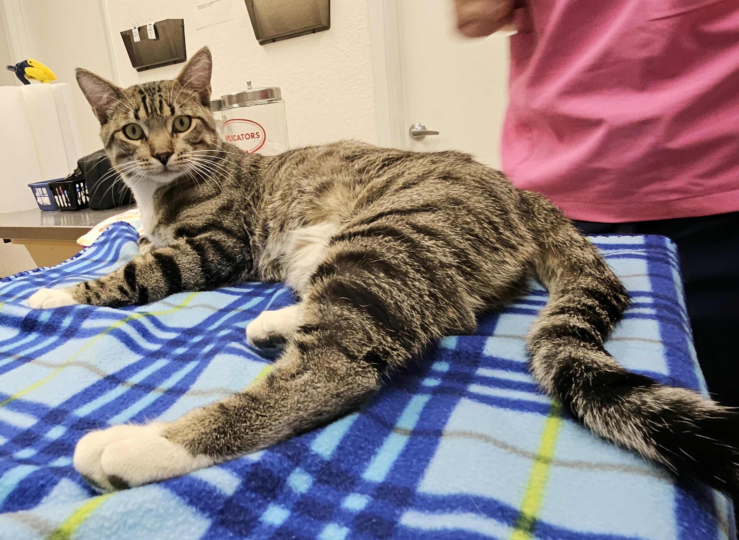 Lucky, ADOPTABLE, Young Male Domestic Short Hair.