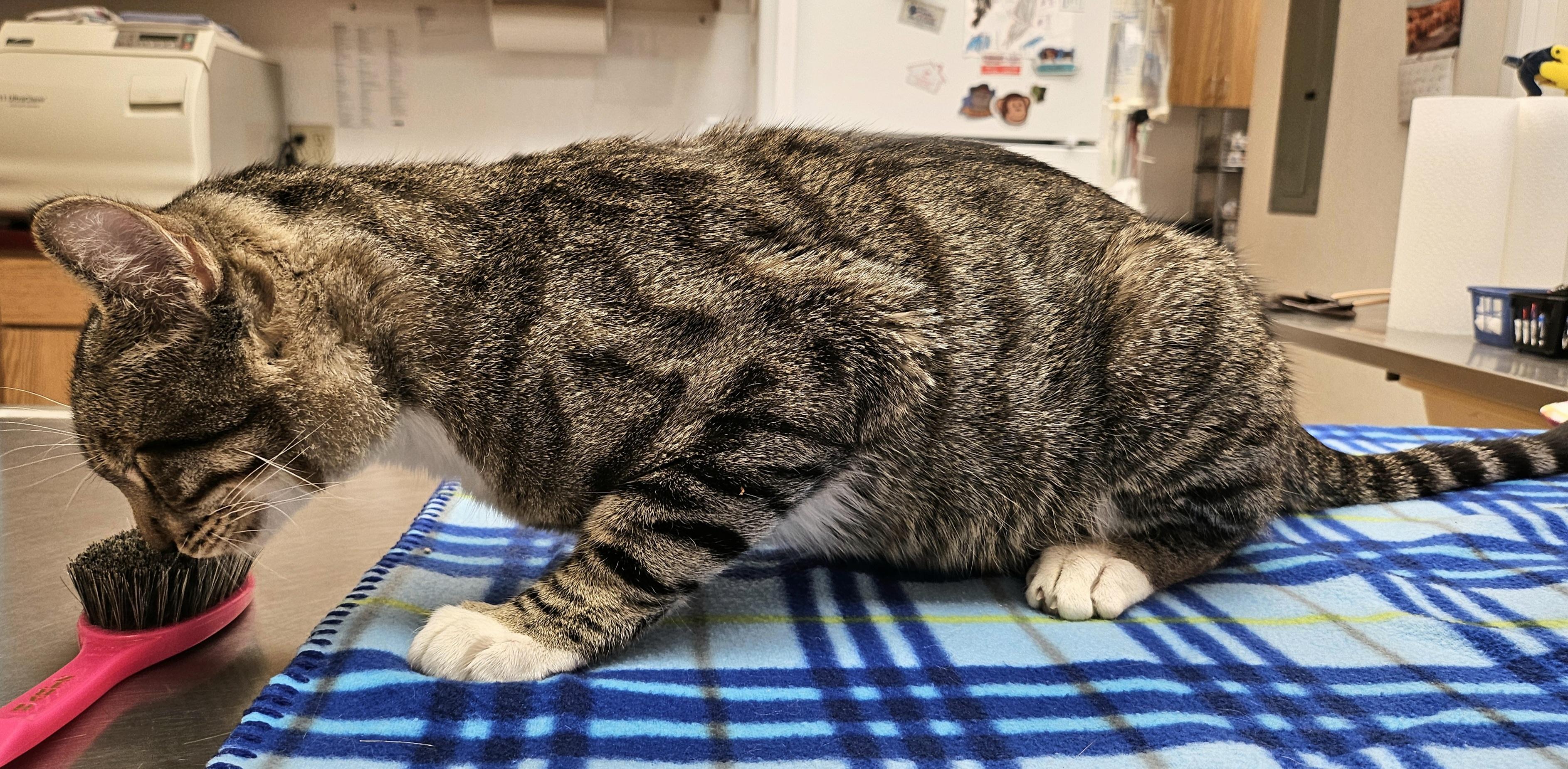 Lucky, a ADOPTABLE Domestic Short Hair in Tucson, AZ image 2/2