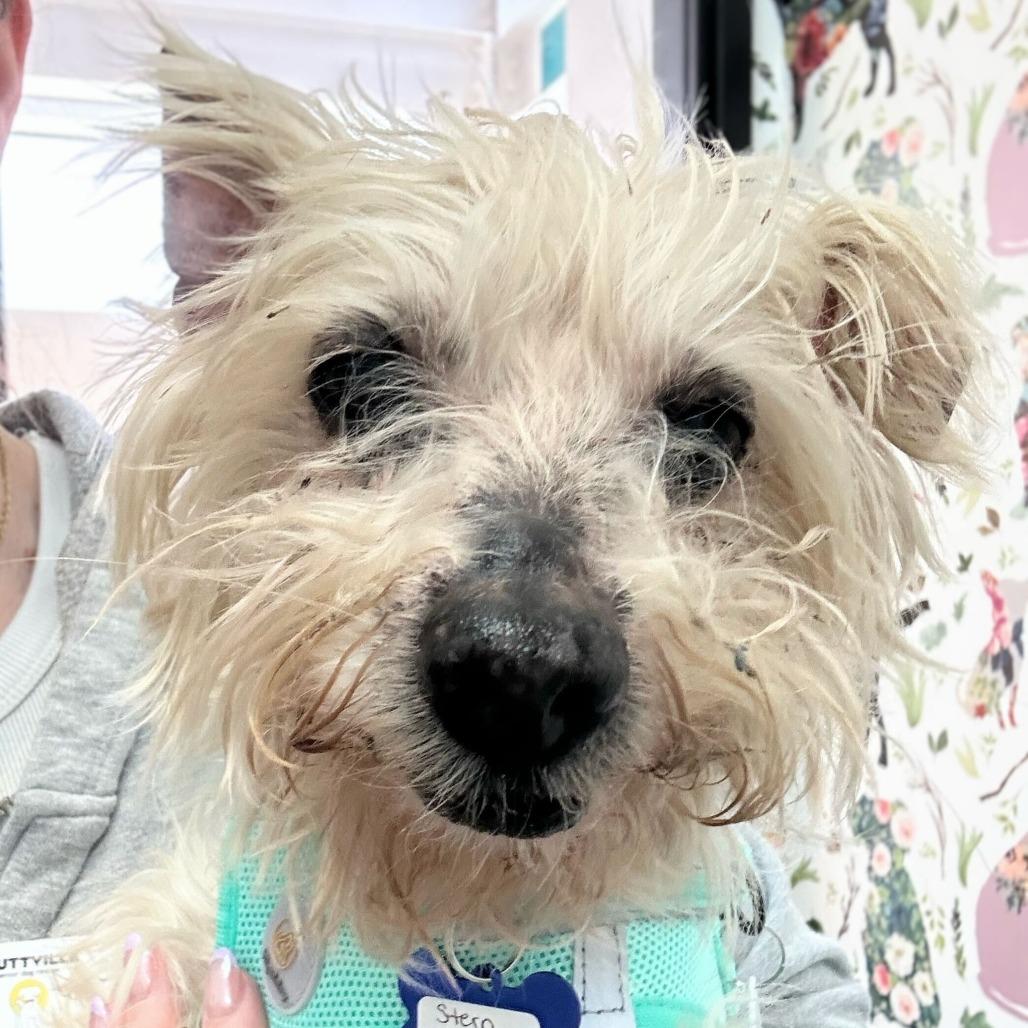 Enlarge Stern Grove 14096, a Adoptable Yorkshire Terrier in San Francisco, CA image 1/5