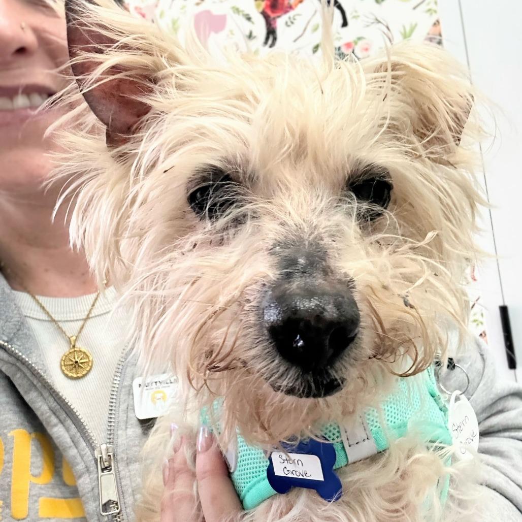 Enlarge Stern Grove 14096, a Adoptable Yorkshire Terrier in San Francisco, CA image 2/5