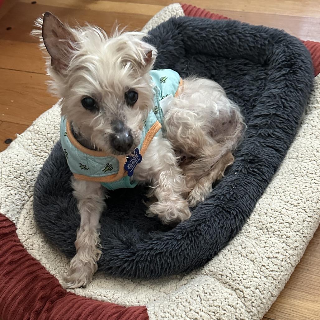 Enlarge Stern Grove 14096, a Adoptable Yorkshire Terrier in San Francisco, CA image 3/5