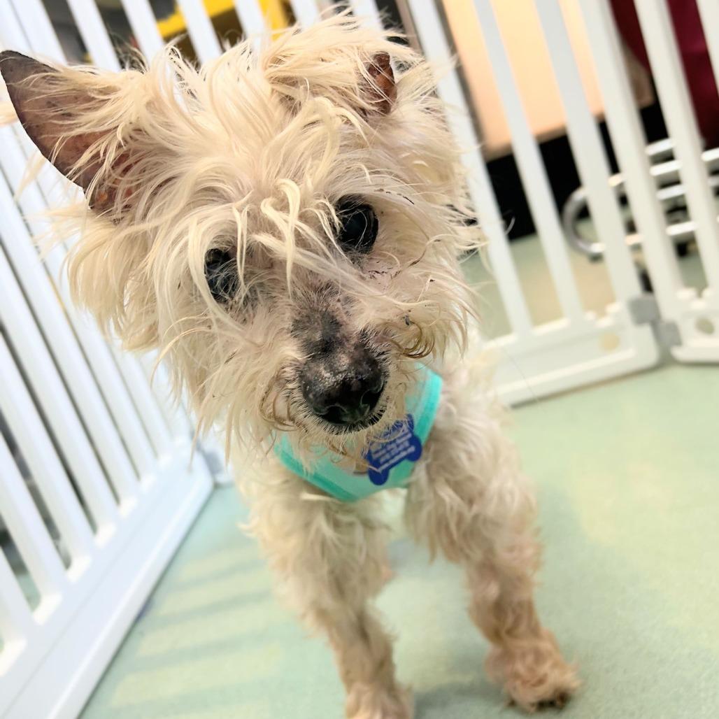 Enlarge Stern Grove 14096, a Adoptable Yorkshire Terrier in San Francisco, CA image 4/5