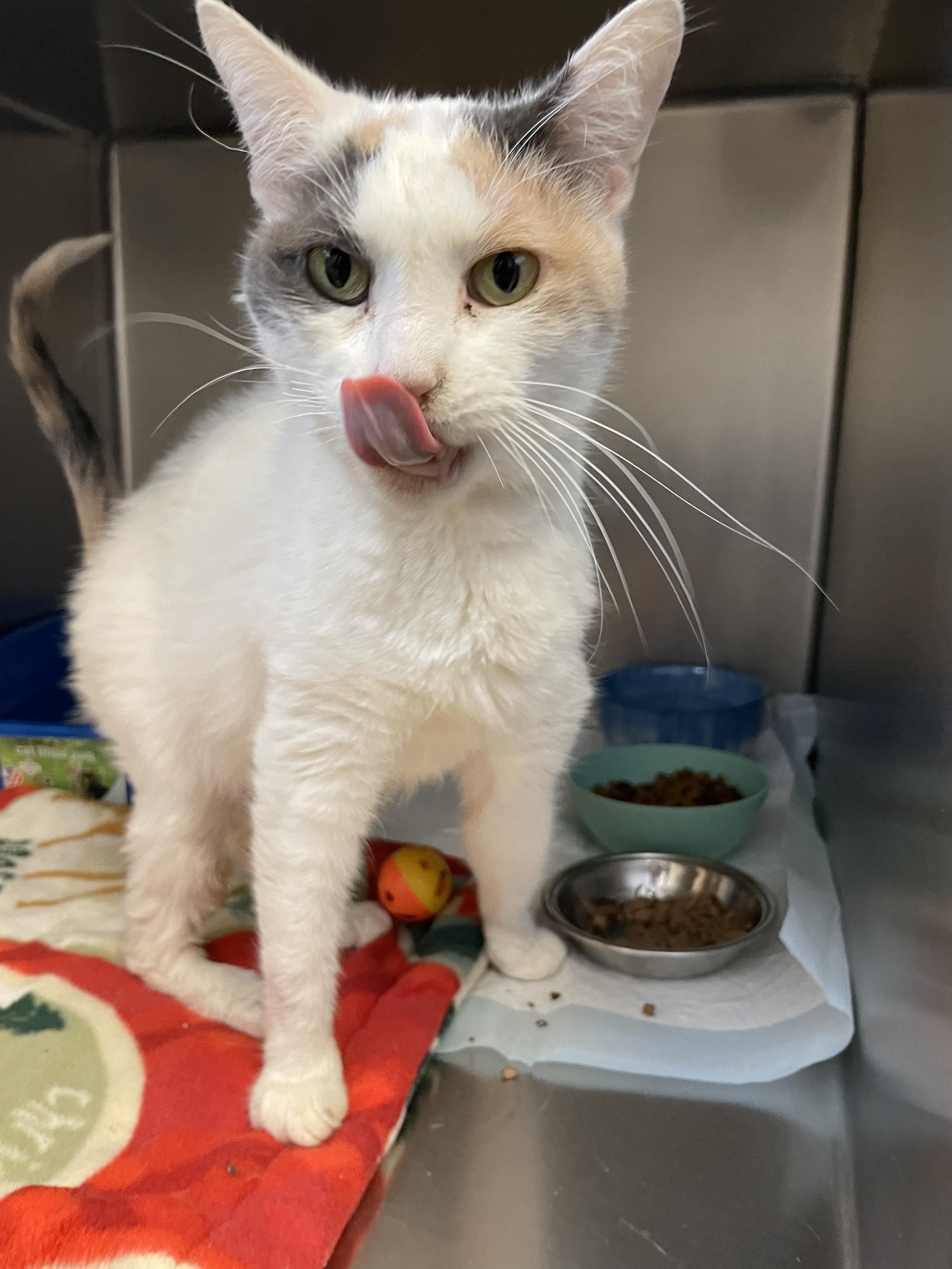 Thea, adoptable, Adult Female Domestic Short Hair.