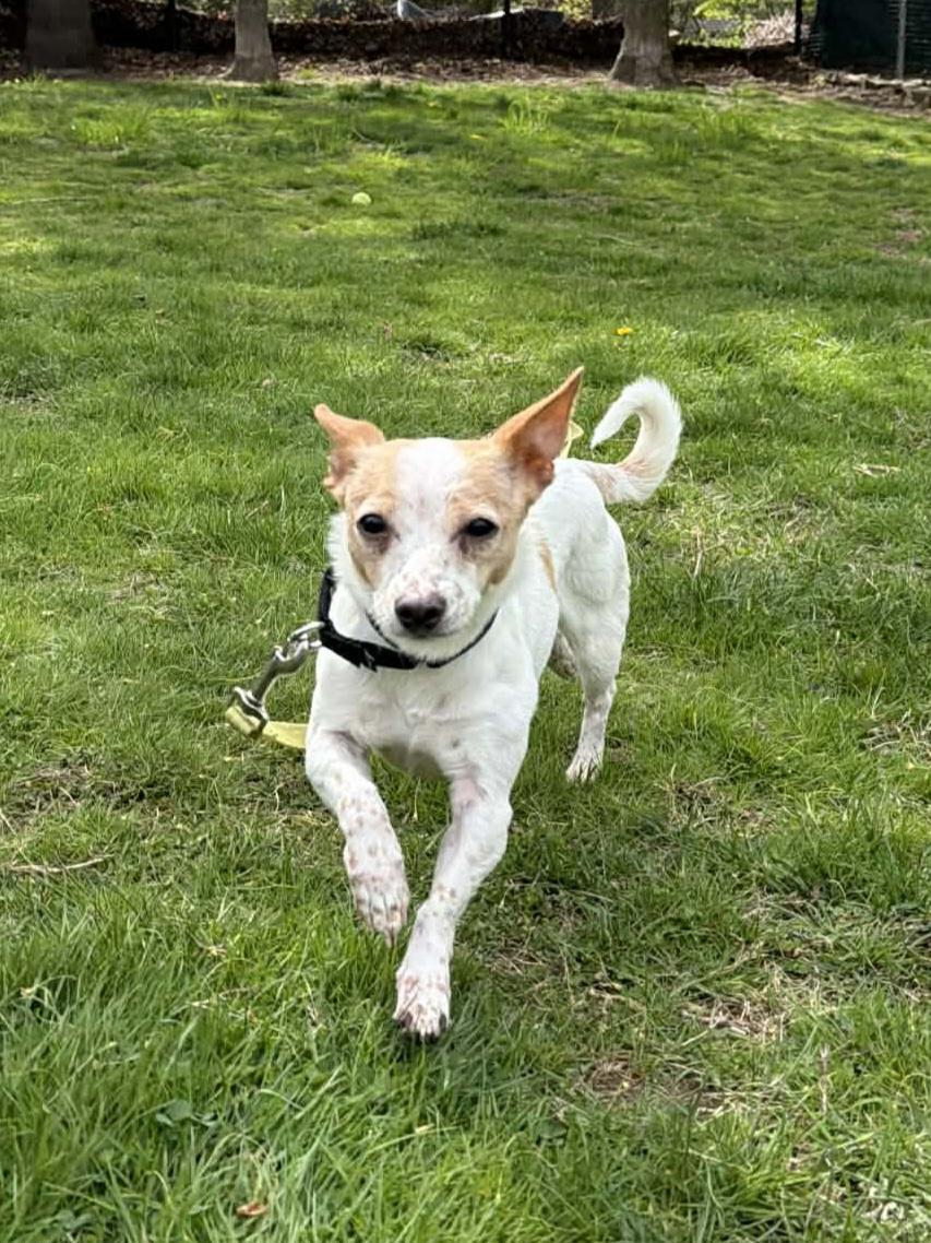 CAROL Brady Bunch, a Adoptable mixed breed in Terryville, CT image 1/5