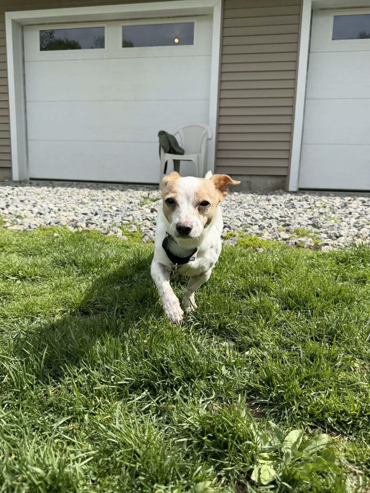 CAROL Brady Bunch, a Adoptable mixed breed in Terryville, CT image 2/5