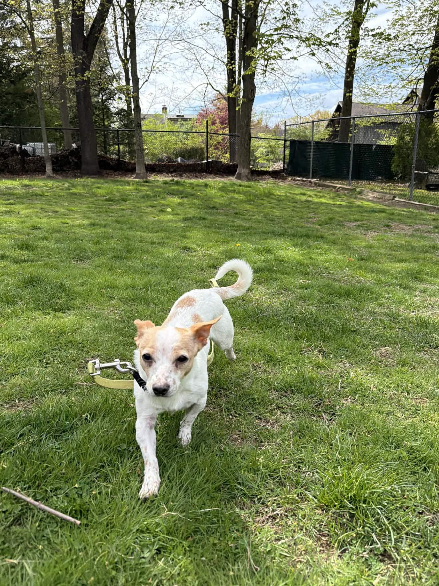 CAROL Brady Bunch, a Adoptable mixed breed in Terryville, CT image 3/5
