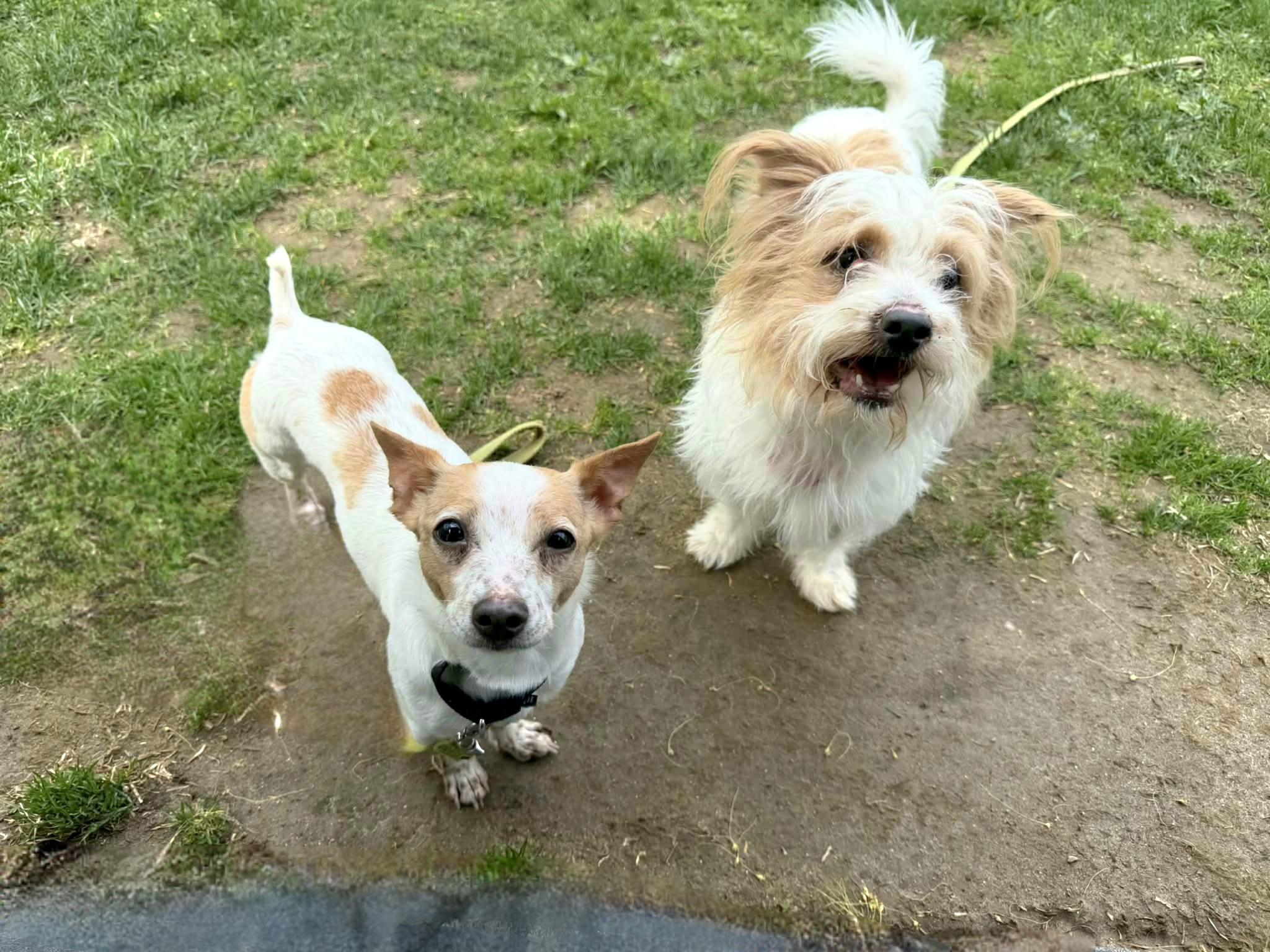 CAROL Brady Bunch, a Adoptable mixed breed in Terryville, CT image 4/5