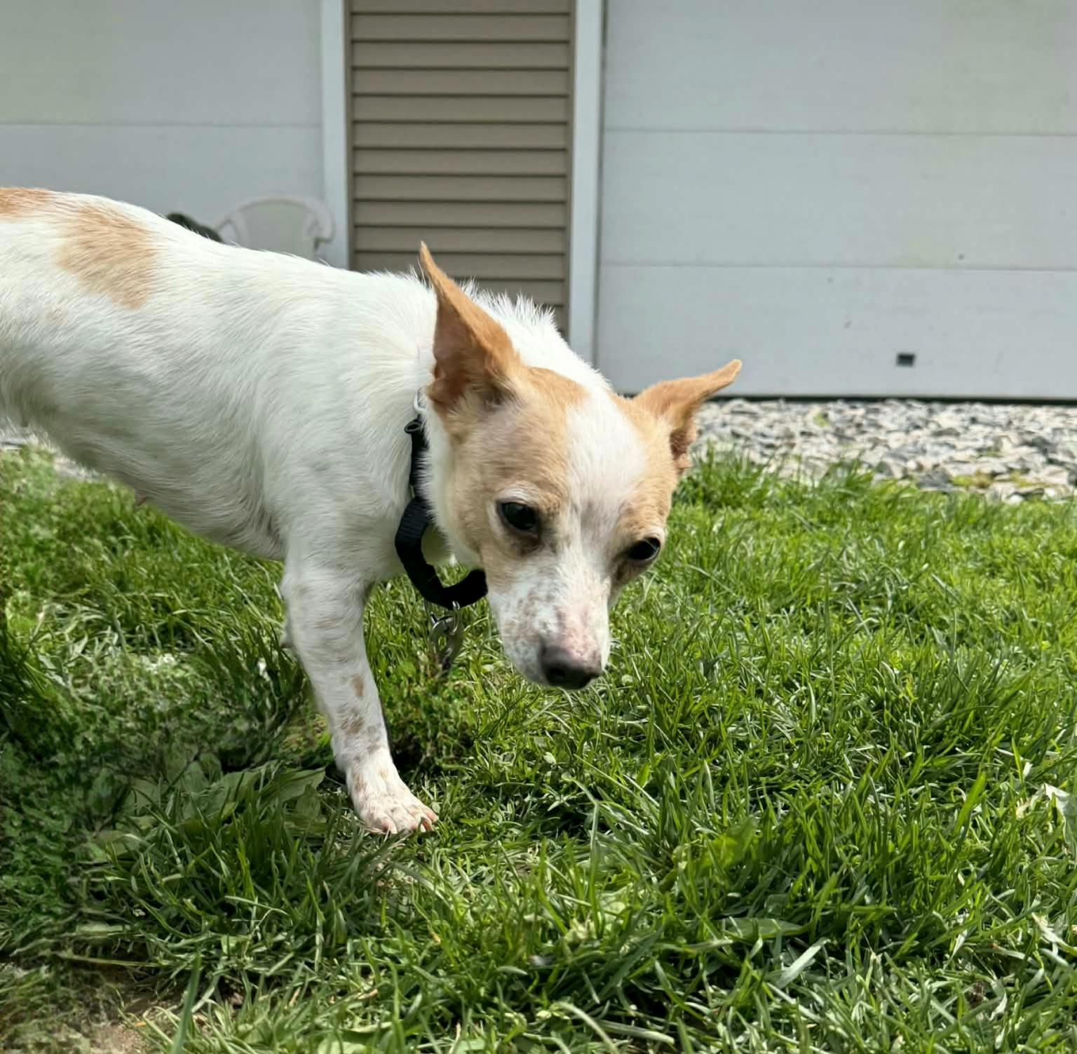 CAROL Brady Bunch, a Adoptable mixed breed in Terryville, CT image 5/5